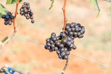 branch young grapes on vine in vineyard