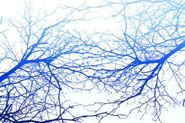 Colorful branches on a white background.