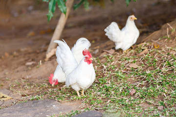 white bantam