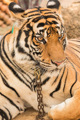 close up tiger in zoo
