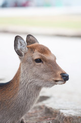 free range deer near Todai-ji Temple