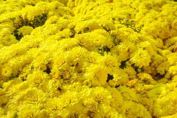 Yellow daisies in sunight
