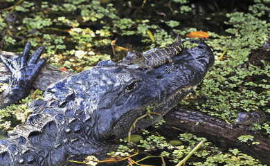 Alligator and his babies in the swam, Everglades, florida