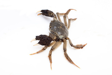 Crab isolated on white background