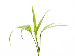 Obraz premium A potted plant isolated on white background