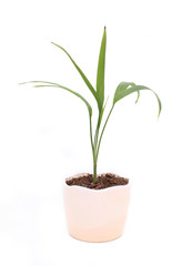 A potted plant isolated on white background