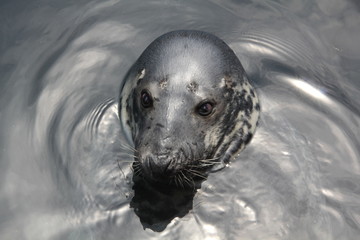 アザラシ © makky2jp