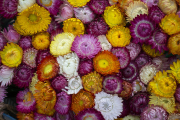 Colorful straw flowers, Xerochrysum bracteatum