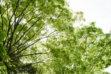 新緑の木洩れ日