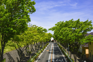 横浜山の手住宅街新緑