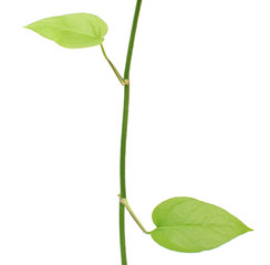 Green radish plant isolated on white background