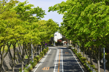 横浜山の手住宅街新緑