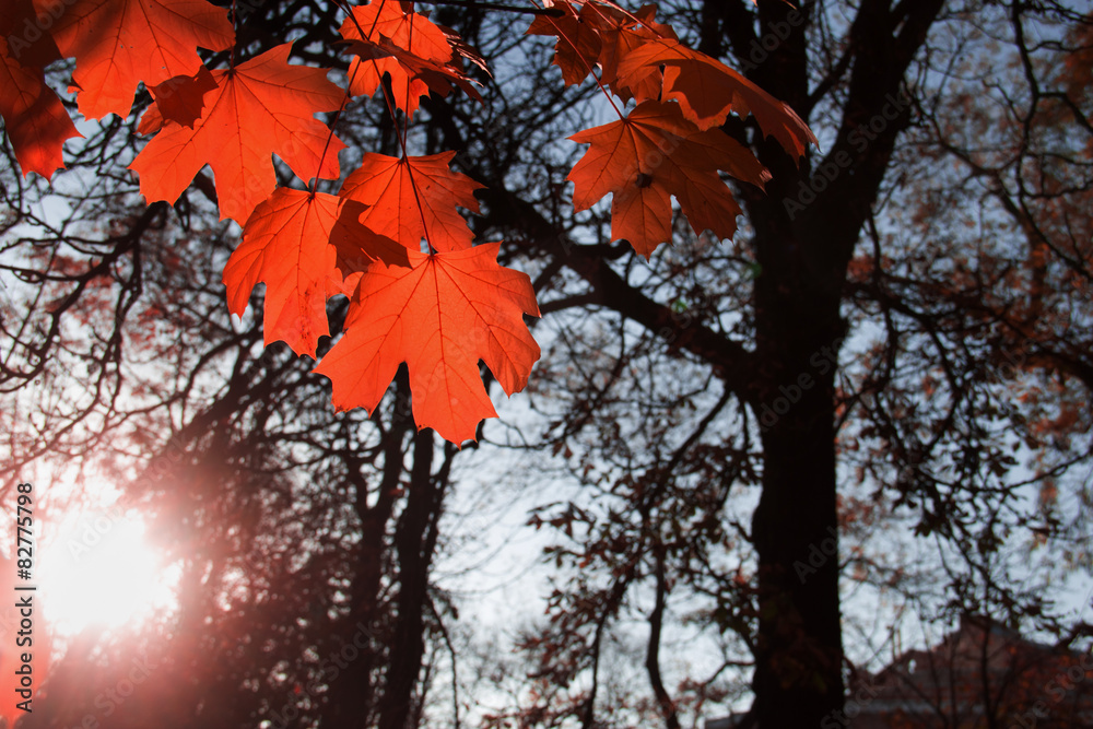 Canvas Prints maple leaf red autumn