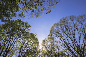 Obraz premium 新緑の木洩れ日