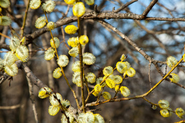 Willow bloom