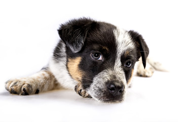 Cute Texas Heeler Puppy