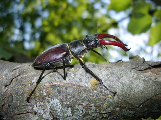 Beetle