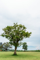 Fototapeta na wymiar tree on green grass with white sky in nature view