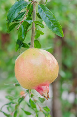 Pomegranate