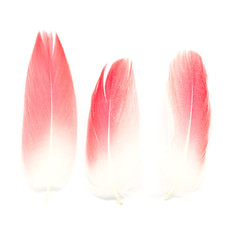 bird feathers isolated