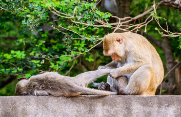 Monkey family at ratchaburi, Thailand.