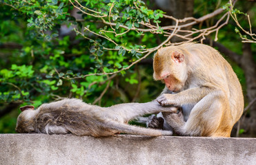 Monkey family at ratchaburi, Thailand.