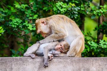 Naklejka na ściany i meble Monkey family at ratchaburi, Thailand.