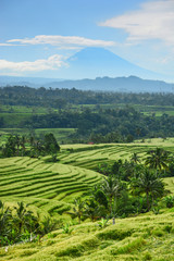 Fototapeta na wymiar Bali rice terrace, rice field of Jatiluwih
