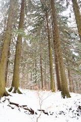 Romantic show forest