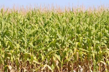 Field corn being in the Willamette Valley Oregon