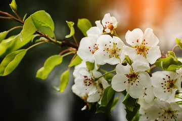 Beautiful apple tree branch with sun