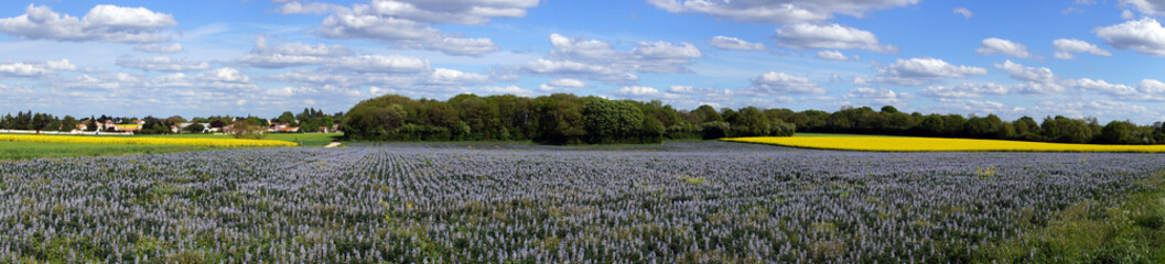 Alternance de Champs bleu/violet et jaune