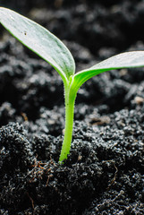 young green sprouts growing