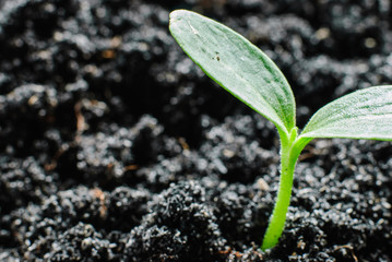 green sprouts growing