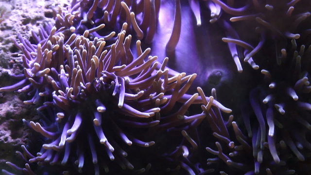 Sea Anemone Underwater  nature