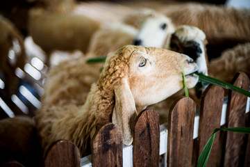 Sheep in farm