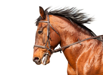Fototapeta premium Bay horse in profile on a white background. Close-up.