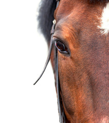 Bay horse close up on a white background.