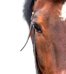 Gordijnen Baai paard close-up op een witte achtergrond. © bagicat
