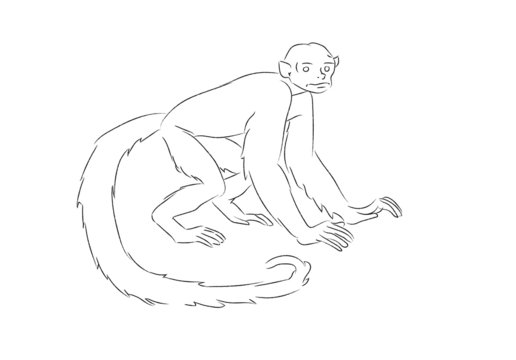 Vector of cebus monkey