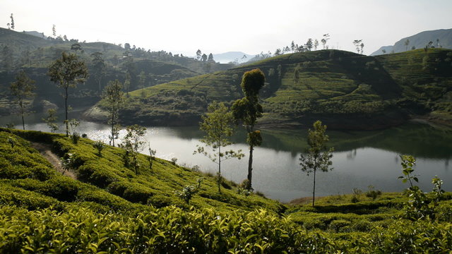 tea plantation, around Adams Peak, Sri Lanka, Asia