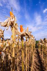Dried corn in a corn field