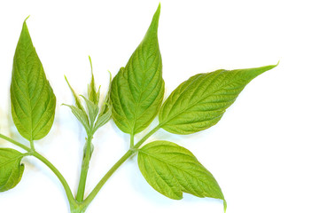 Young leaves tree on white