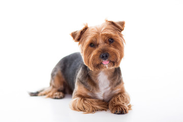 Cute dog lies on white background. Yorkshire Terrier 