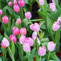 Fototapeta premium tulip field