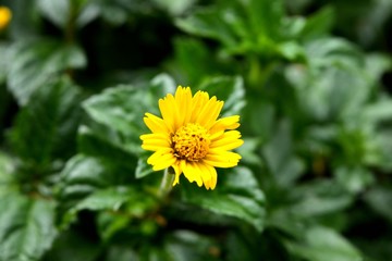 Dahlberg Daisy