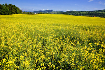 Obraz premium ボヘミア地方の菜の花畑