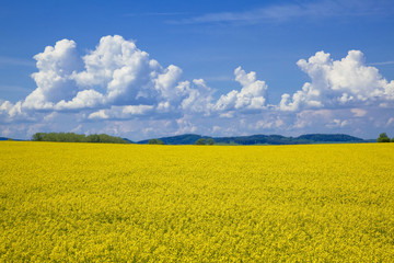 Obraz premium ボヘミア地方の菜の花畑