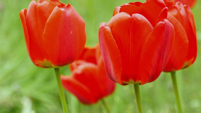 Ultra HD 4 k. Red tulips on the nature. close-up