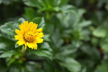 Daisy